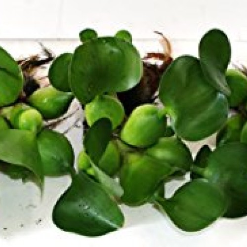 Water Hyacinths Floating Water Garden Plants 5 Live Plants