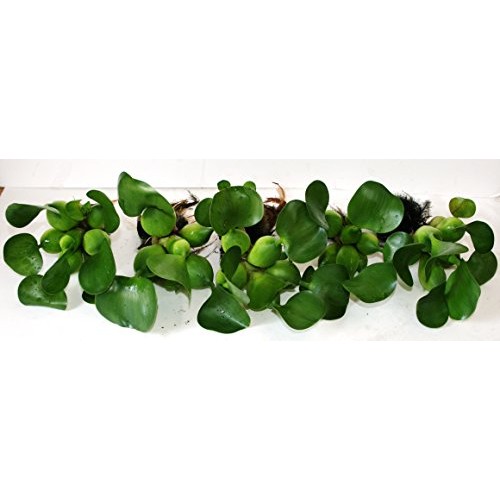 Water Hyacinths Floating Water Garden Plants 5 Live Plants