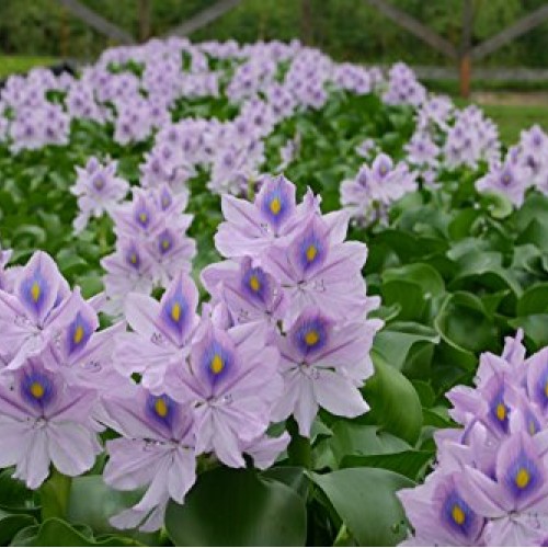 Water Hyacinths Floating Water Garden Plants 5 Live Plants