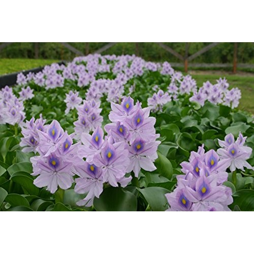 Water Hyacinths Floating Water Garden Plants 5 Live Plants