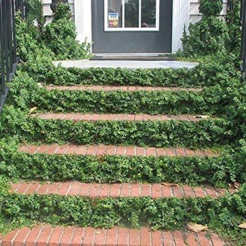 Creeping Fig Vine - Ficus Pumila - 3 Live Fully Rooted Plants - Cl...