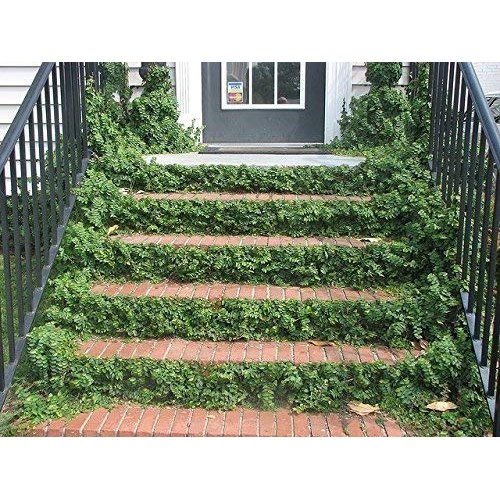 Creeping Fig Vine - Ficus Pumila - 3 Live Fully Rooted Plants - Cl...