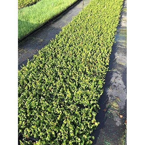 Creeping Fig Vine - Ficus Pumila - 3 Live Fully Rooted Plants - Cl...