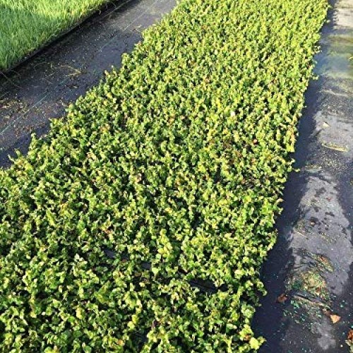 Creeping Fig Vine - Ficus Pumila - 3 Live Fully Rooted Plants - Cl...