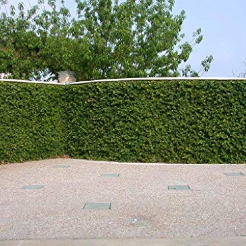 Creeping Fig Vine - Ficus Pumila - 3 Live Fully Rooted Plants - Cl...