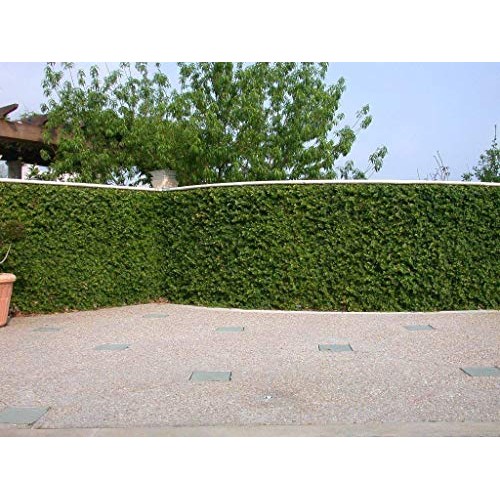 Creeping Fig Vine - Ficus Pumila - 3 Live Fully Rooted Plants - Cl...