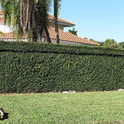 Creeping Fig Vine - Ficus Pumila - 3 Live Fully Rooted Plants - Cl...