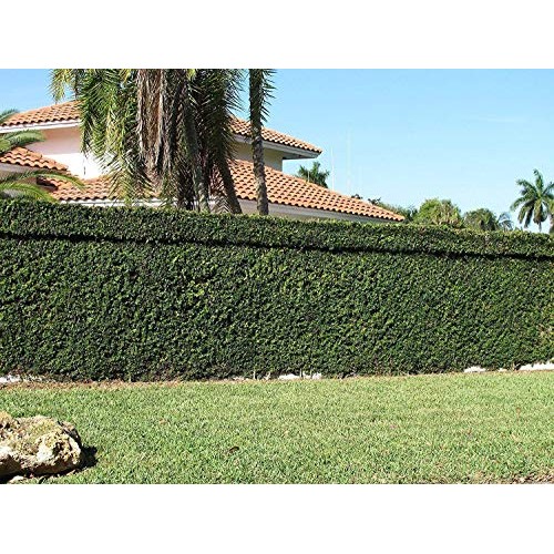 Creeping Fig Vine - Ficus Pumila - 3 Live Fully Rooted Plants - Cl...