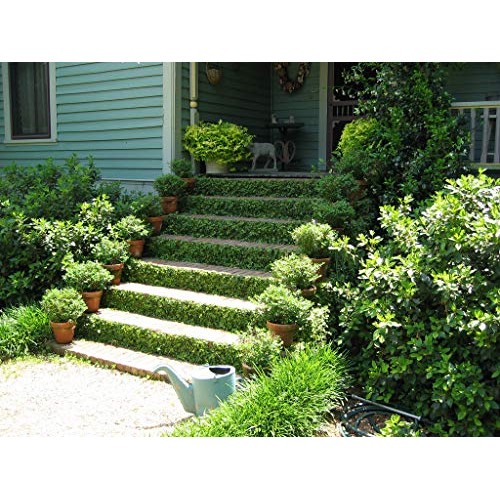Creeping Fig Vine - Ficus Pumila - 3 Live Fully Rooted Plants - Cl...