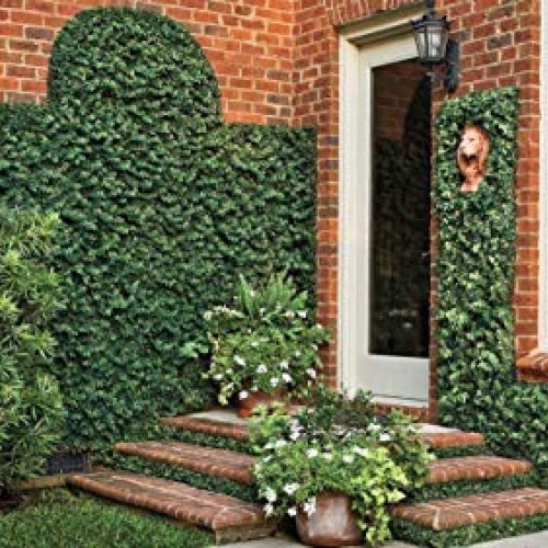 Creeping Fig Vine - Ficus Pumila - 3 Live Fully Rooted Plants - Cl...