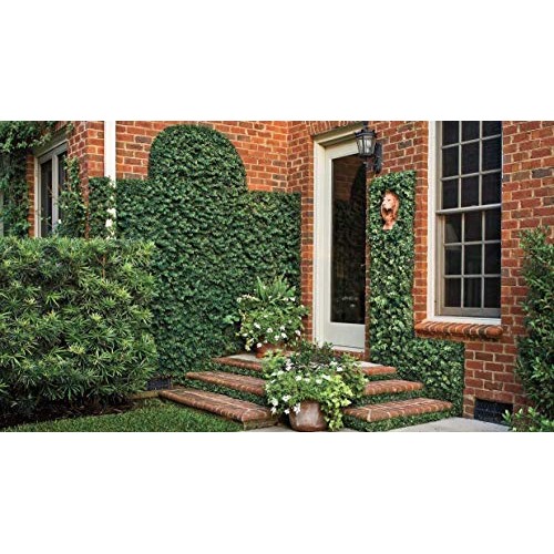 Creeping Fig Vine - Ficus Pumila - 3 Live Fully Rooted Plants - Cl...