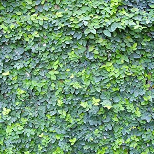 Creeping Fig Vine - Ficus Pumila - 3 Live Fully Rooted Plants - Cl...