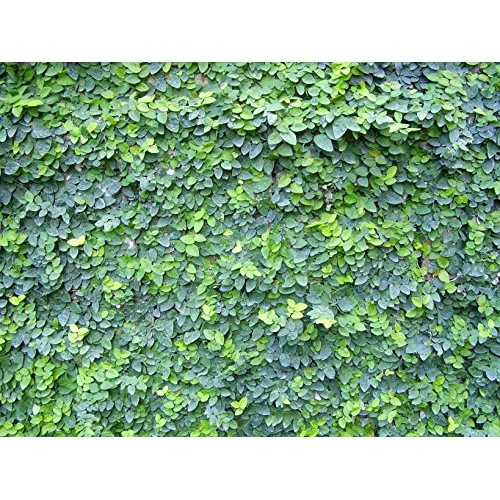 Creeping Fig Vine - Ficus Pumila - 3 Live Fully Rooted Plants - Cl...