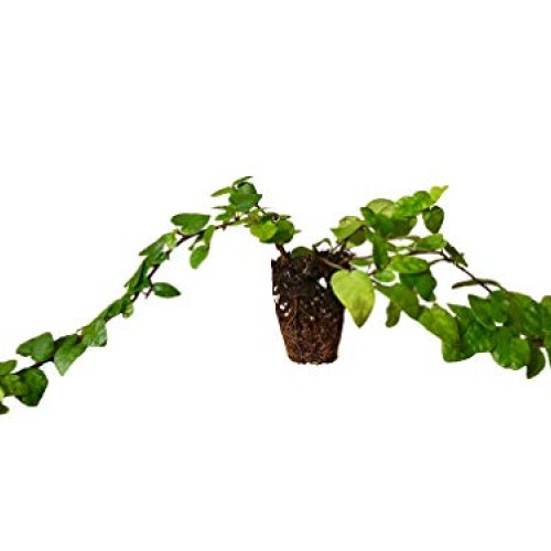 Creeping Fig Vine - Ficus Pumila - 3 Live Fully Rooted Plants - Cl...
