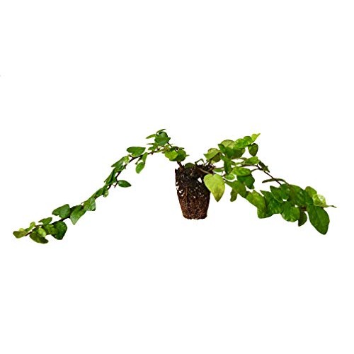 Creeping Fig Vine - Ficus Pumila - 3 Live Fully Rooted Plants - Cl...