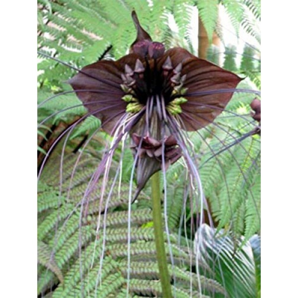 25x Pcs Black Bat Plant Seeds Tacca Chantrieri Beautiful Plants ...