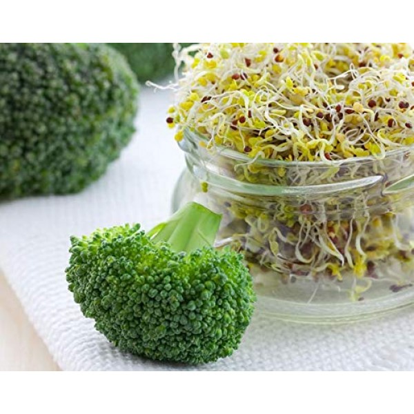 Broccoli Seeds for Sprouting, 2.5 Pounds - Kosher, Bulk