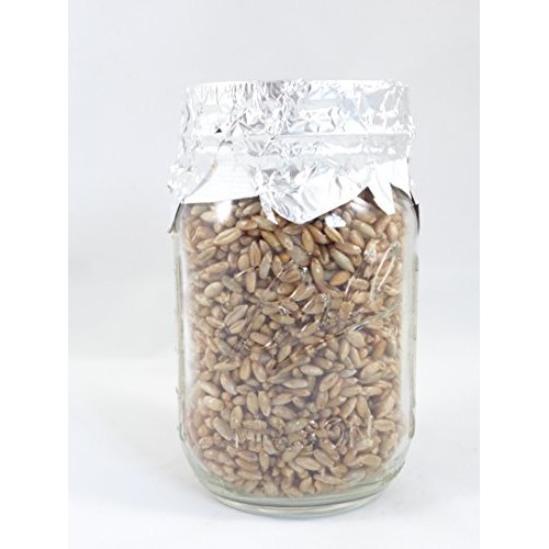 Forest Organics 1 Rye Grain Mushroom Substrate Jar Pre-Sterilized ...
