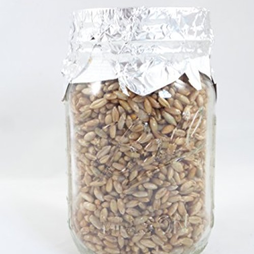 Forest Organics 1 Rye Grain Mushroom Substrate Jar Pre-Sterilized ...