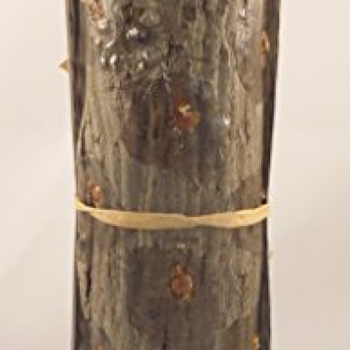 Forest Organics Shiitake Mushroom Growing Log Pre-Inoculated