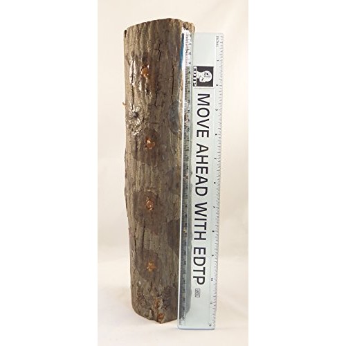 Forest Organics Shiitake Mushroom Growing Log Pre-Inoculated