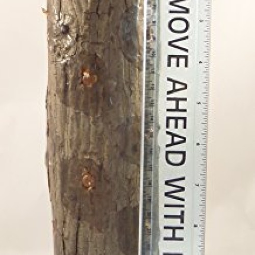 Forest Organics Shiitake Mushroom Growing Log Pre-Inoculated