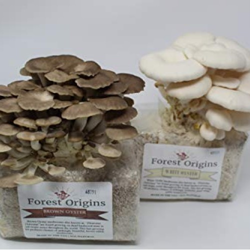 White and Brown Oyster Mushroom Grow Kit by Forest Origins, Beginn...