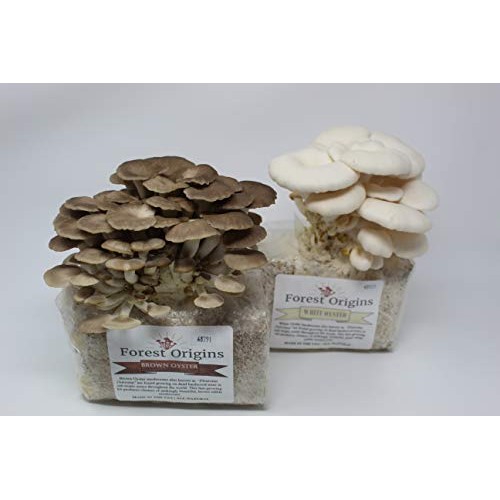 White and Brown Oyster Mushroom Grow Kit by Forest Origins, Beginn...