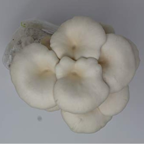 White and Brown Oyster Mushroom Grow Kit by Forest Origins, Beginn...