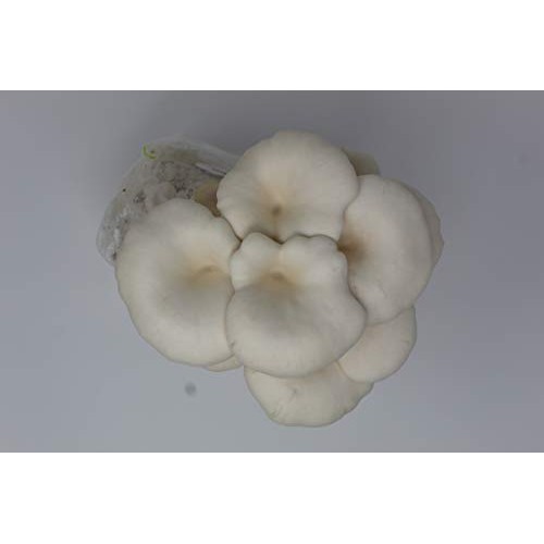 White and Brown Oyster Mushroom Grow Kit by Forest Origins, Beginn...
