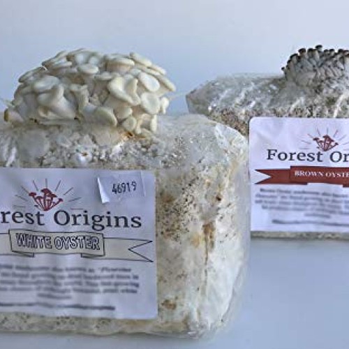 White and Brown Oyster Mushroom Grow Kit by Forest Origins, Beginn...