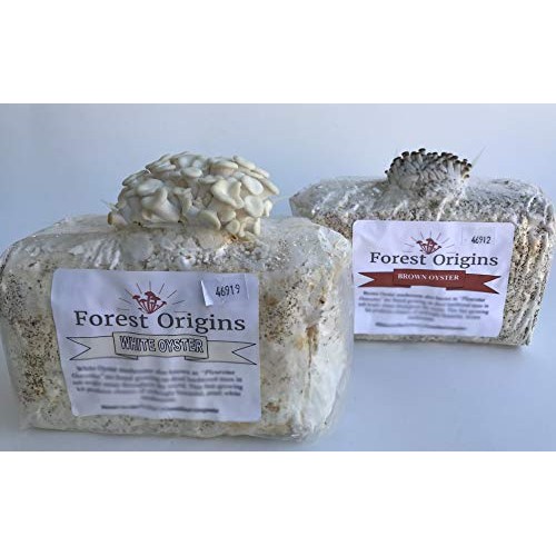 White and Brown Oyster Mushroom Grow Kit by Forest Origins, Beginn...