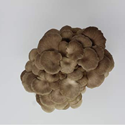 White and Brown Oyster Mushroom Grow Kit by Forest Origins, Beginn...