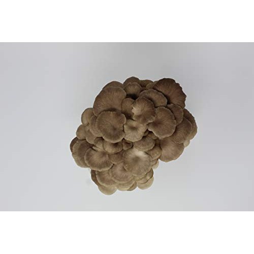 White and Brown Oyster Mushroom Grow Kit by Forest Origins, Beginn...