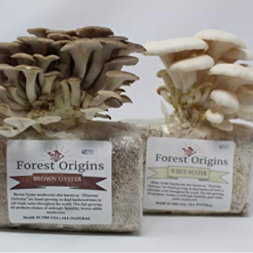 White and Brown Oyster Mushroom Grow Kit by Forest Origins, Beginn...