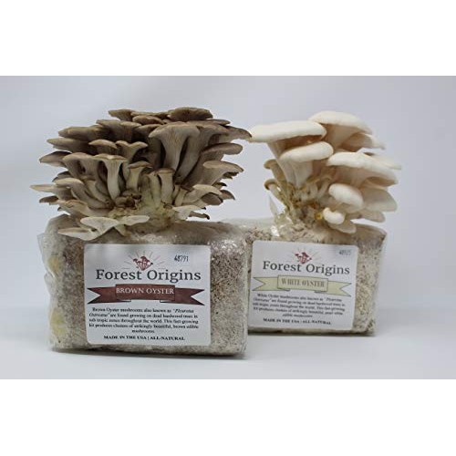 White and Brown Oyster Mushroom Grow Kit by Forest Origins, Beginn...