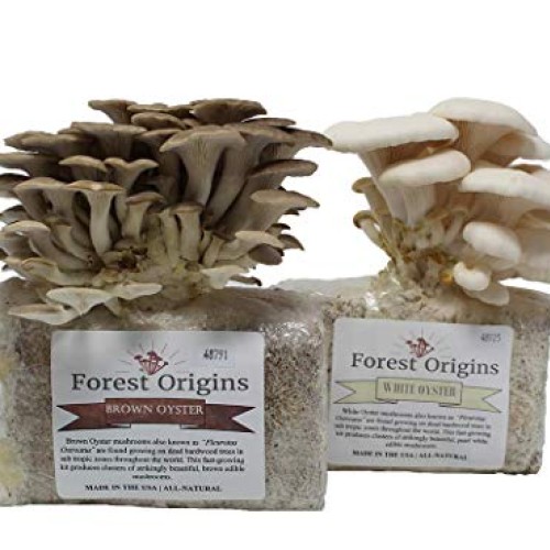 White and Brown Oyster Mushroom Grow Kit by Forest Origins, Beginn...