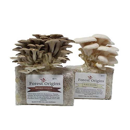 White and Brown Oyster Mushroom Grow Kit by Forest Origins, Beginn...