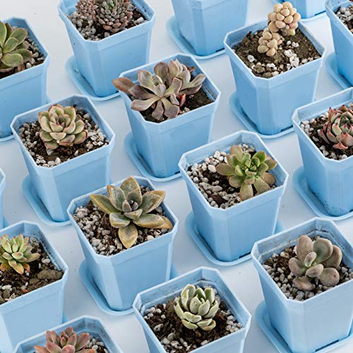 Foxany 3 Plants Nursery Pot, 30 Pcs Thick Plastic Square Flower P...