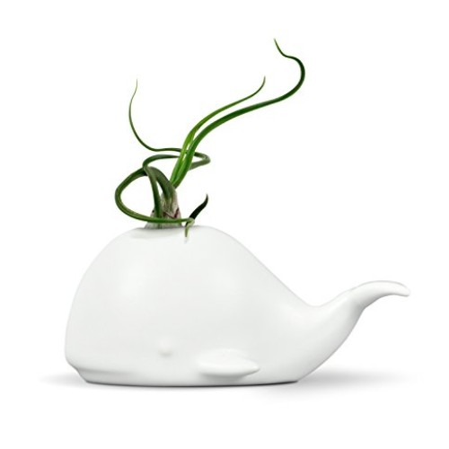 Fred Fancy Ceramic Mini Air Plant/Succulent Holder, regular, Whale