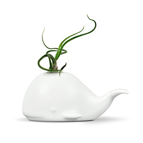 Fred Fancy Ceramic Mini Air Plant/Succulent Holder, regular, Whale