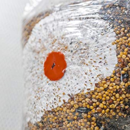 The All-in-One Coir Cultivator Growth Substrate - Sterilized Spawn...