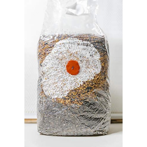 The All-in-One Coir Cultivator Growth Substrate - Sterilized Spawn...