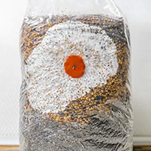 The All-in-One Coir Cultivator Growth Substrate - Sterilized Spawn...
