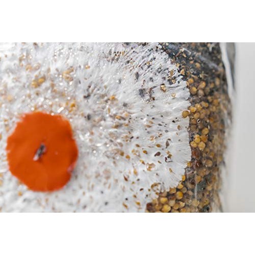 The All-in-One Coir Cultivator Growth Substrate - Sterilized Spawn...