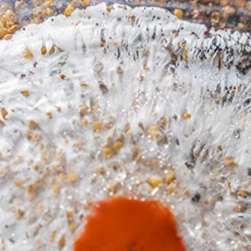 The All-in-One Coir Cultivator Growth Substrate - Sterilized Spawn...
