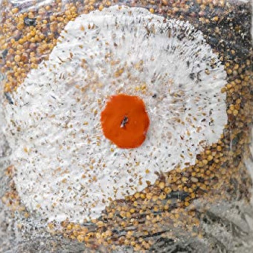 The All-in-One Coir Cultivator Growth Substrate - Sterilized Spawn...