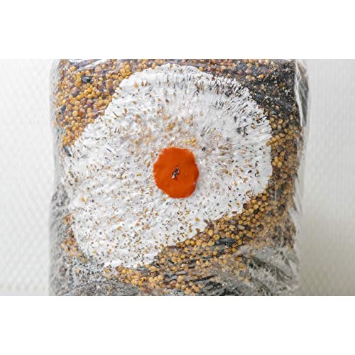 The All-in-One Coir Cultivator Growth Substrate - Sterilized Spawn...