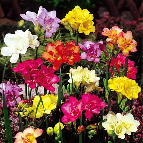 Freesia double flowering mix - 20 flower bulbs