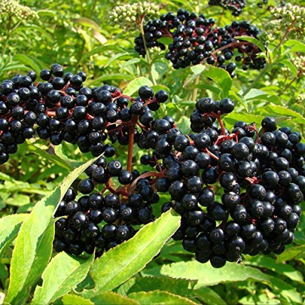 Black Elderberry Seeds Sambucus nigra 30+ Organic Heirloom Seeds...